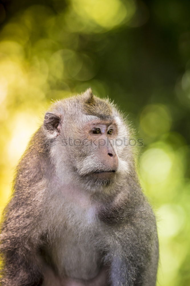 Similar – Image, Stock Photo Monkey show #3