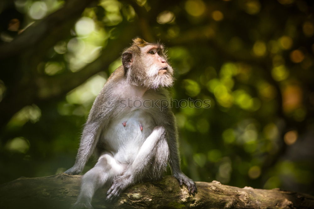 Similar – Image, Stock Photo A Wild Monkey Easts A Banana