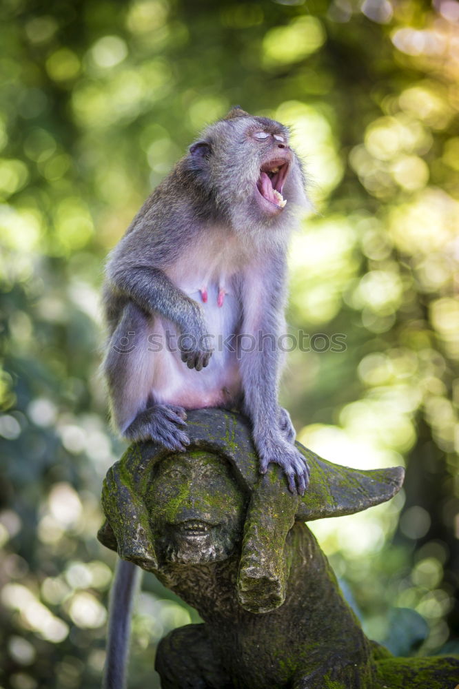 Image, Stock Photo RATatouille II Nature