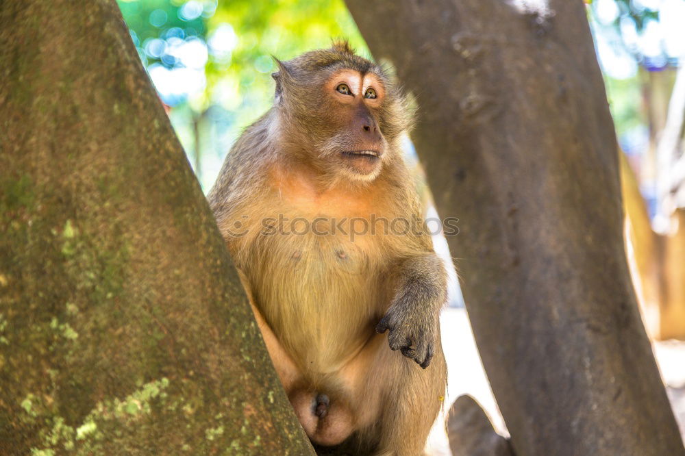 Similar – Baby monkey with little stick