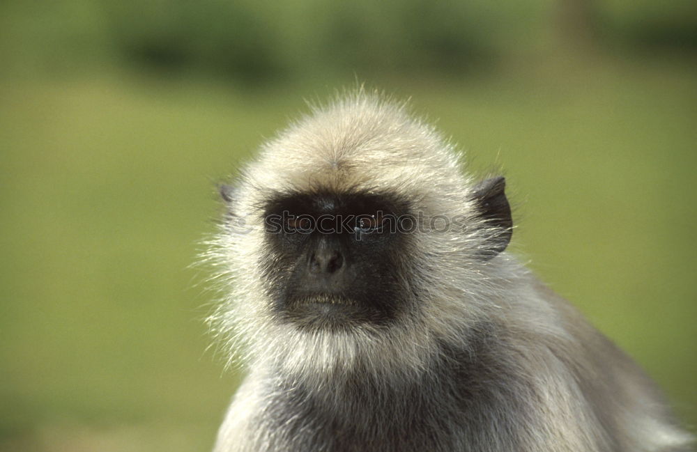 Similar – Image, Stock Photo flat nose Animal