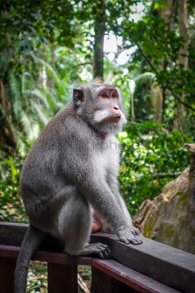 Similar – Image, Stock Photo A Wild Monkey Easts A Banana