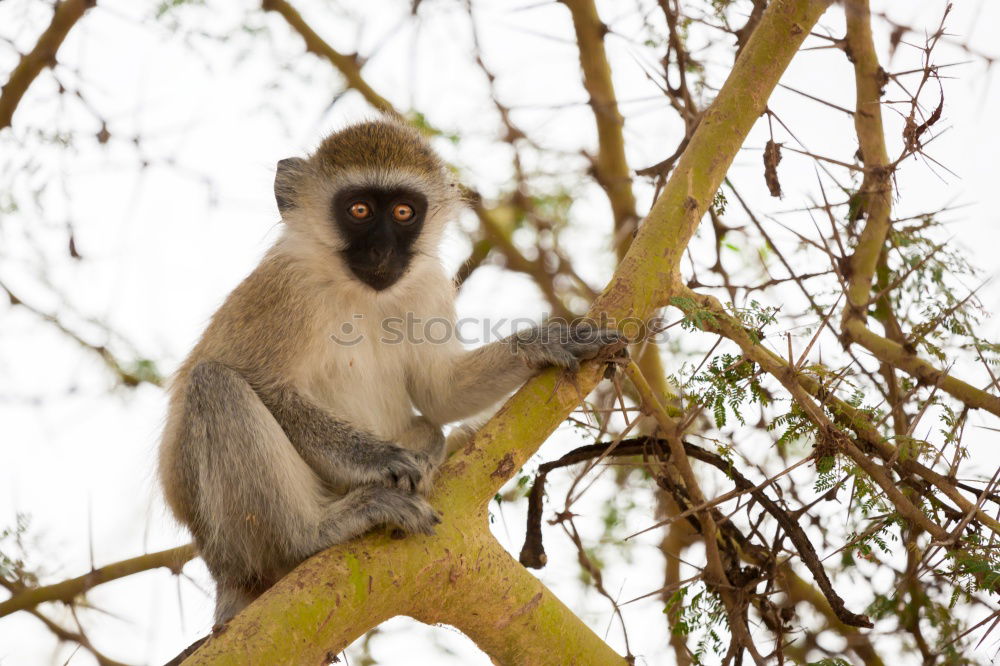 Similar – Image, Stock Photo have breakfast