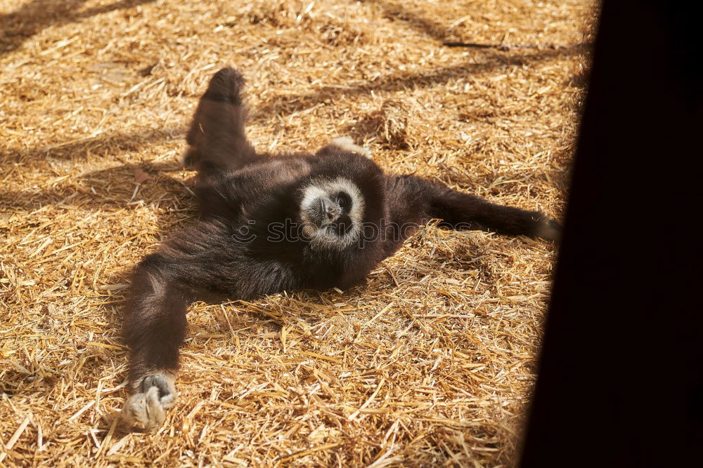 Similar – Image, Stock Photo newborn goat in the hay