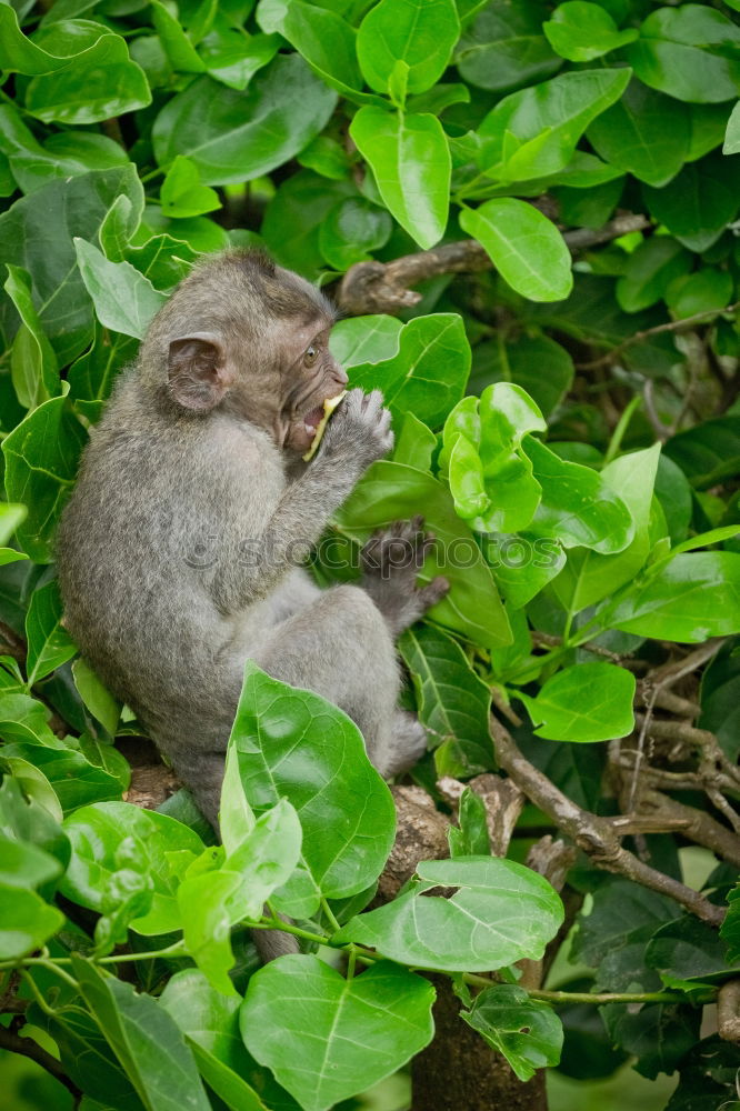 Similar – Image, Stock Photo Mole Face