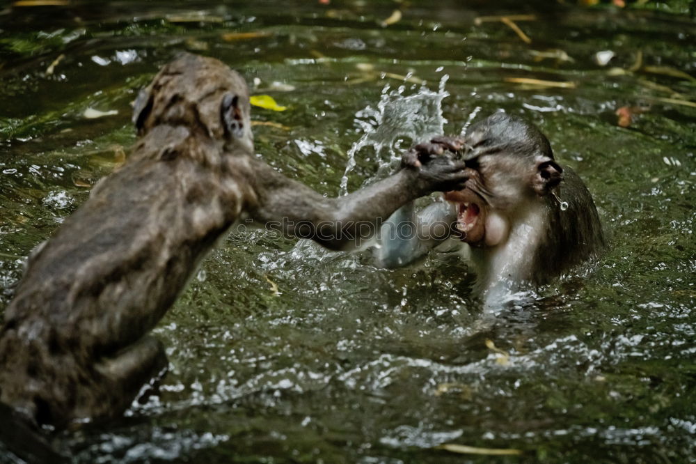 Similar – water features Playing