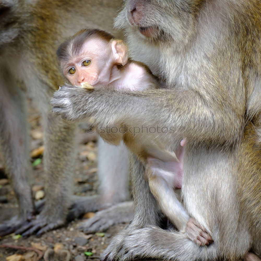 Similar – Image, Stock Photo Bali Monkeys Environment