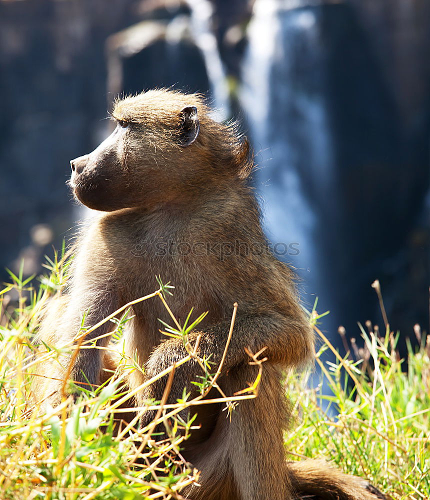 Similar – Image, Stock Photo Sandy C. Animal