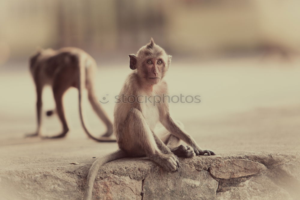 Similar – Monkey looks into the distance