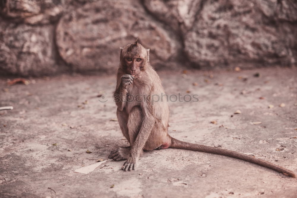 Similar – Image, Stock Photo sunbath Reptiles Saurians