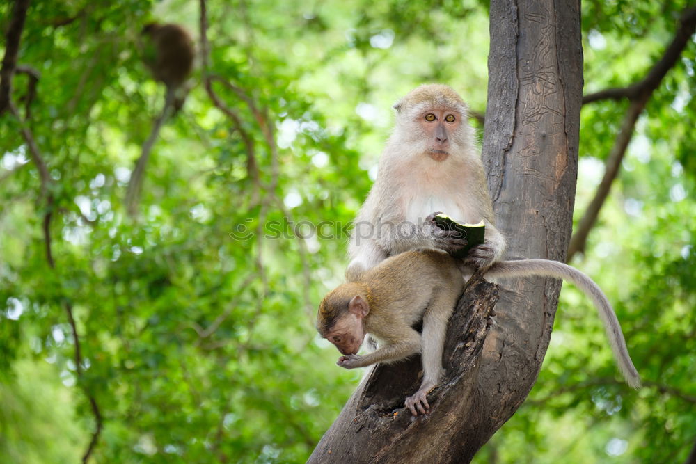 Similar – Image, Stock Photo koalalalala I Tree Leaf