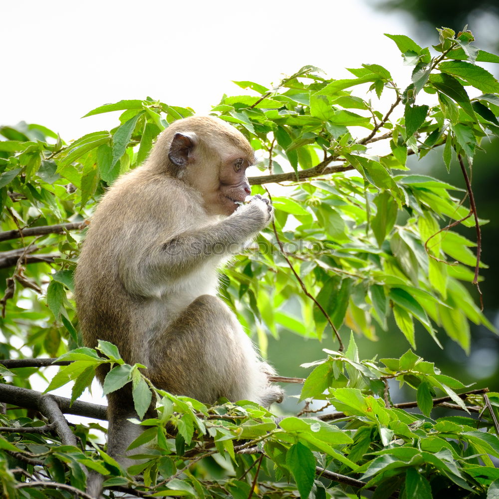 Similar – johannes | monkey with big nose