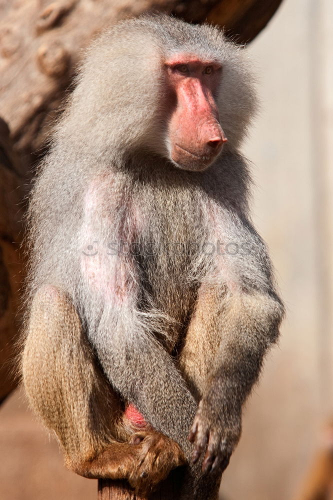 Similar – Image, Stock Photo baby monkey Sri Lanka