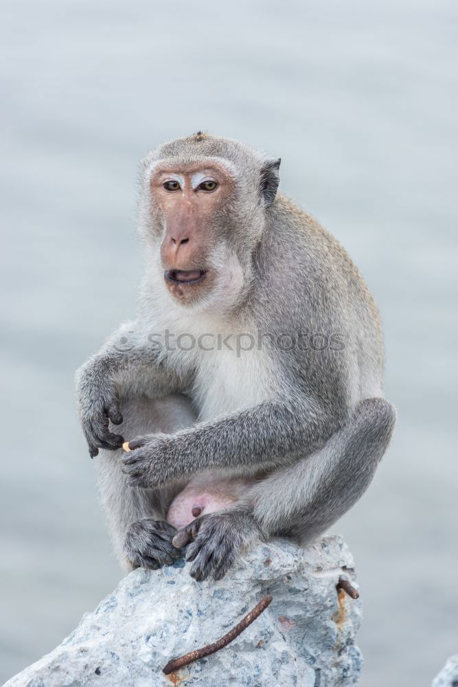 Similar – Foto Bild Äffchen Tier Wildtier Zoo