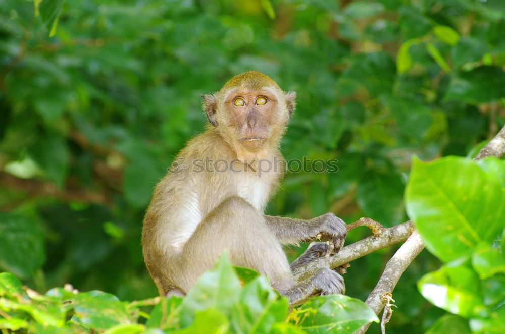 Similar – Image, Stock Photo smiling Animal portrait