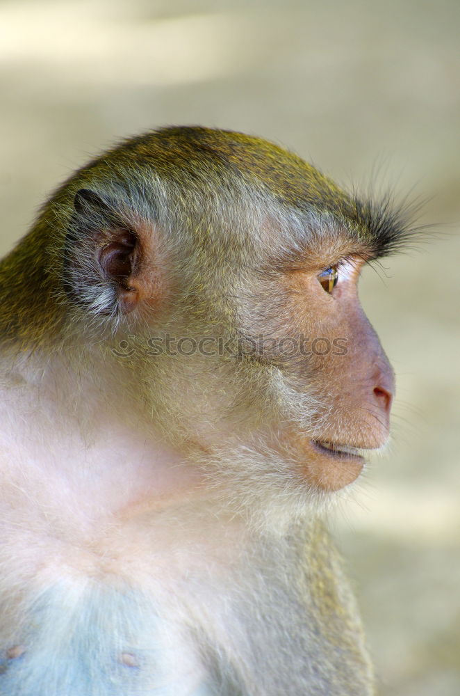 Similar – Monkey looks into the distance