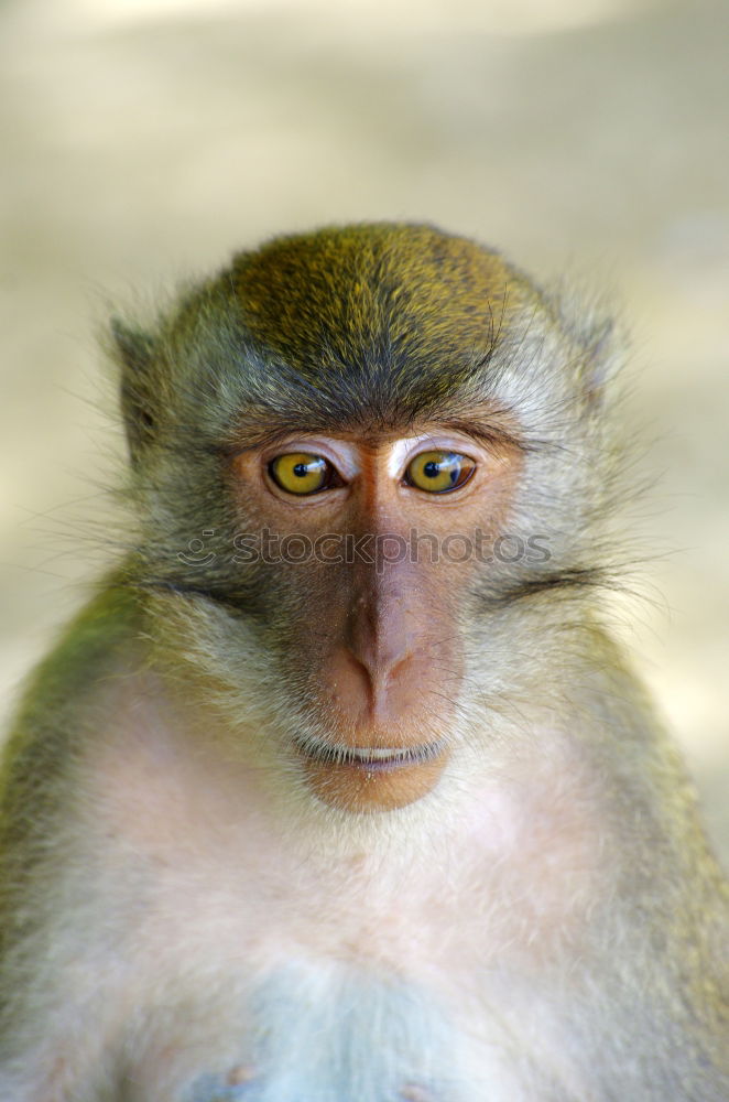 Similar – Monkey looks into the distance