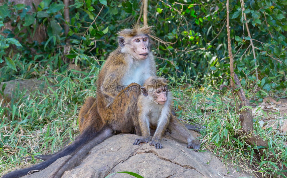 Similar – Image, Stock Photo Macaque mother with baby