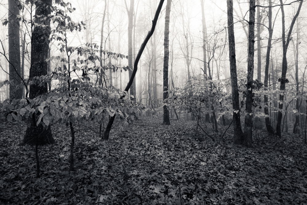 Similar – Image, Stock Photo forest Deciduous forest