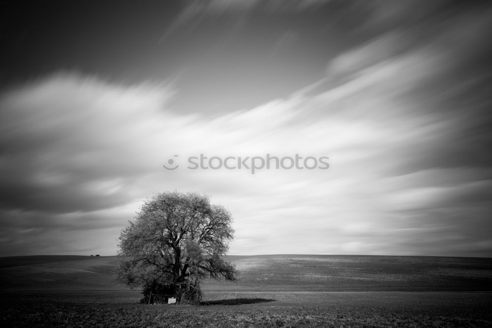 Similar – Foto Bild Analogue Tree Wiese Baum