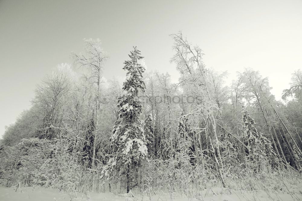 Similar – hoar-frost Winter