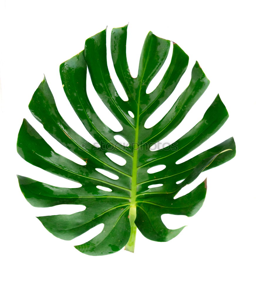 Similar – Image, Stock Photo green fern plant leaves