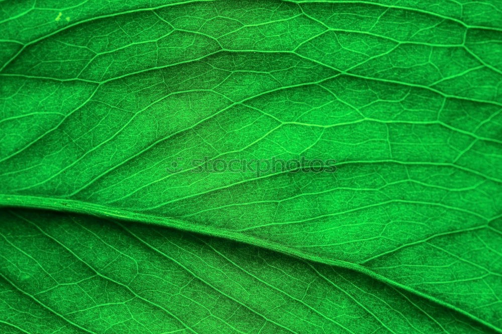 Similar – Image, Stock Photo fine rib Environment