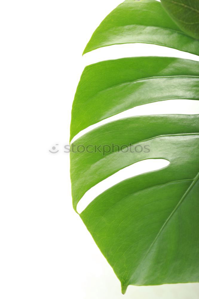 Similar – life Plant Leaf Green