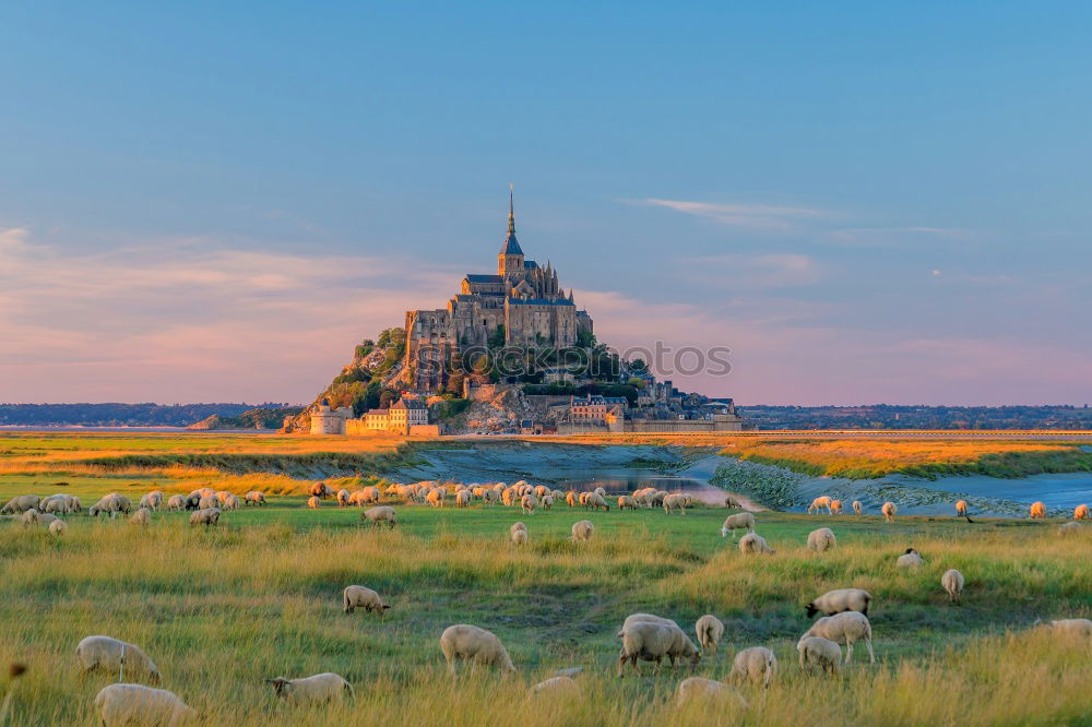 Similar – Mont-Saint-Michel and the sheep