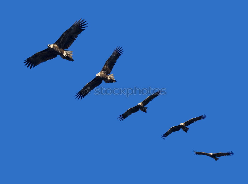 Similar – Weisse Taube Vogel weiß