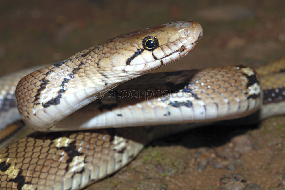 Similar – Image, Stock Photo meadow viper emerged from hibernation