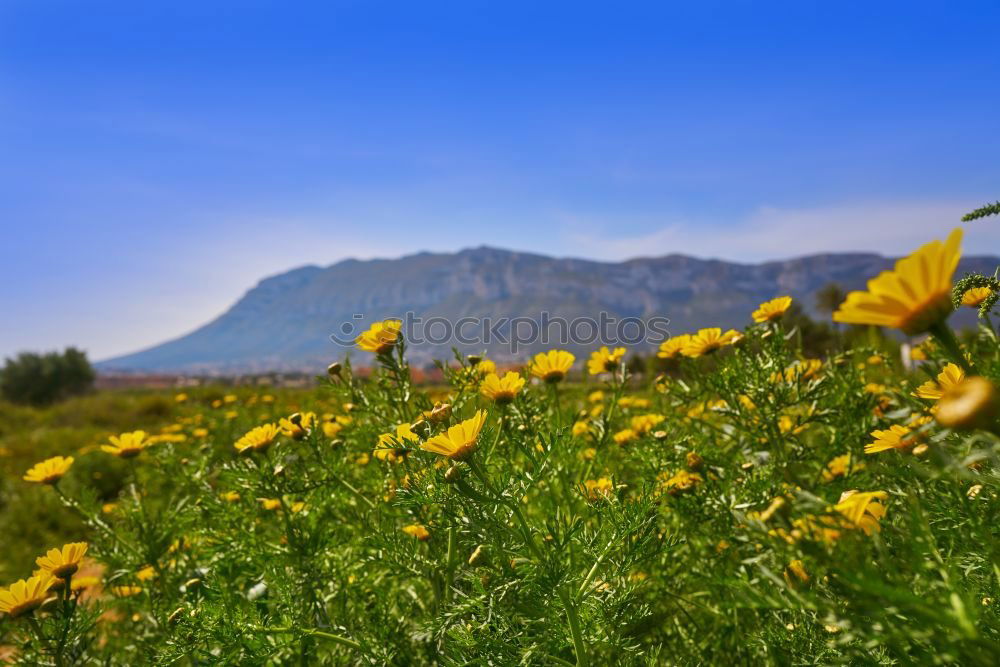 Similar – Image, Stock Photo edelweiss Mountain Hiking