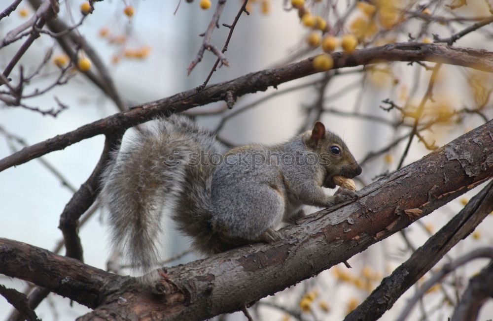 Similar – croissant Forest Squirrel