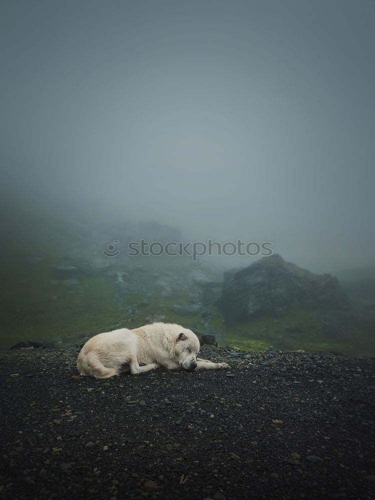 Image, Stock Photo End time mood in the Dolomites