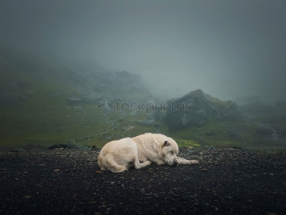 Similar – Isle of skye Scotland Sheep