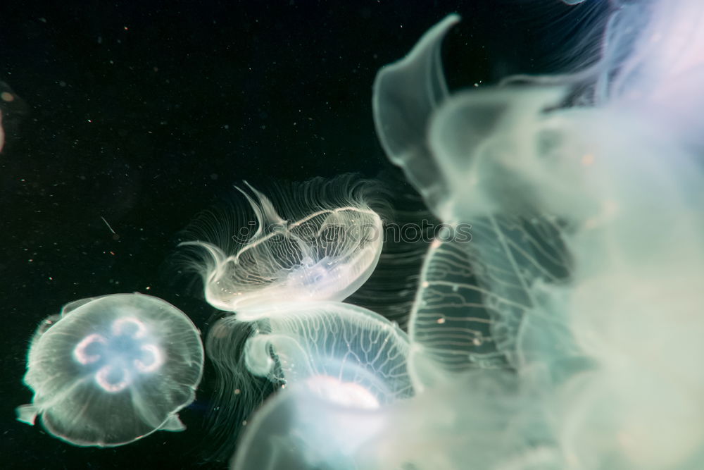 Similar – Image, Stock Photo Blue jellyfish in water