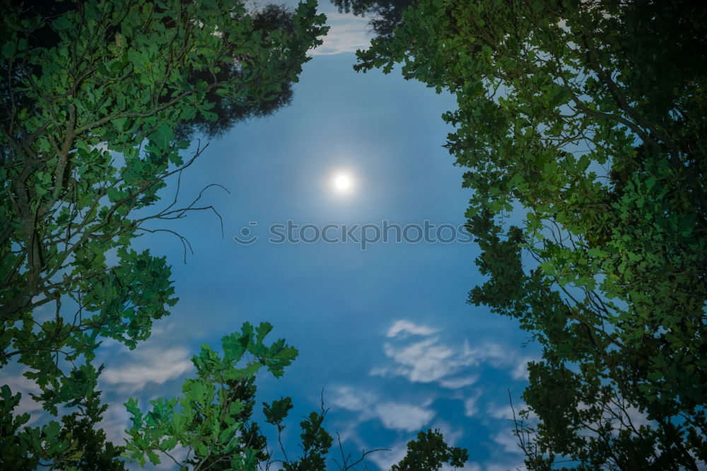 Similar – Image, Stock Photo balcony Tree Back-light