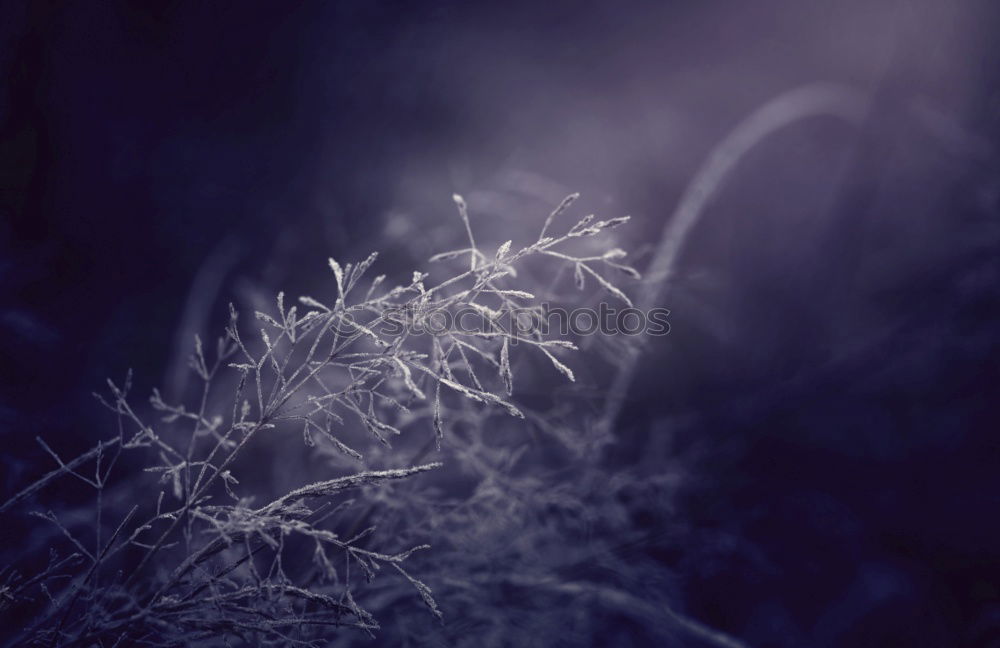 Similar – icy cold and hoarfrost on the ground