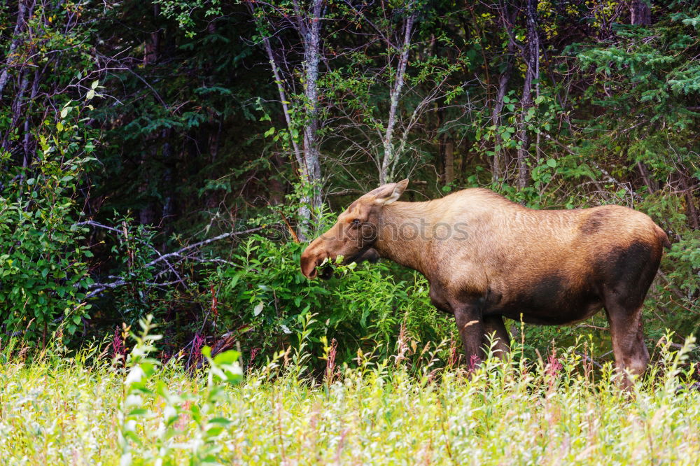 Similar – Image, Stock Photo elk test Autumn Grass