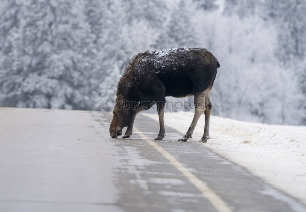 Similar – Attention: There is no deer crossing here!