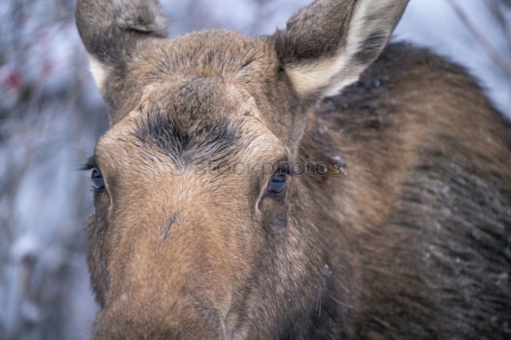 Similar – Sitatunga or Marshbuck (Tragelaphus spekii) Antelope In Africa