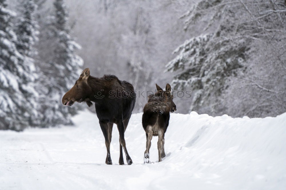 Similar – Foto Bild Zwei Personen reiten Pferde im Winter