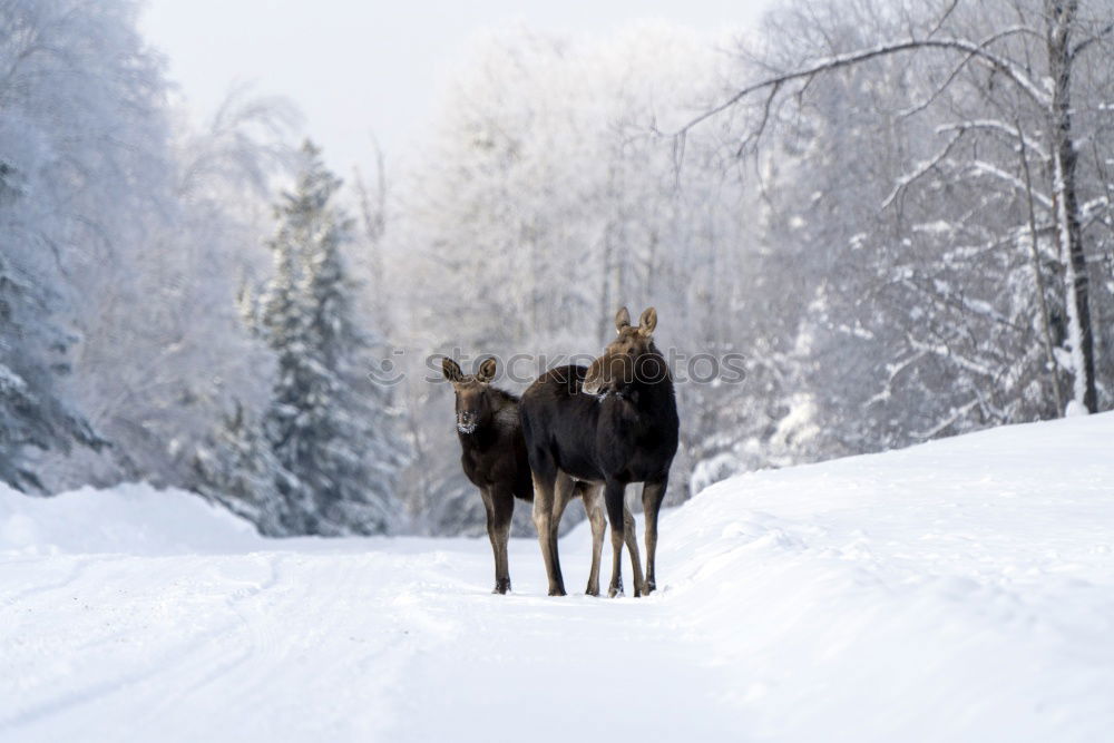 Similar – Image, Stock Photo Two horses Winter Nature