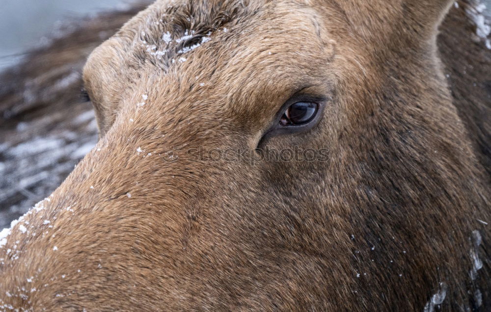 Similar – Image, Stock Photo kalt´s mouth Animal