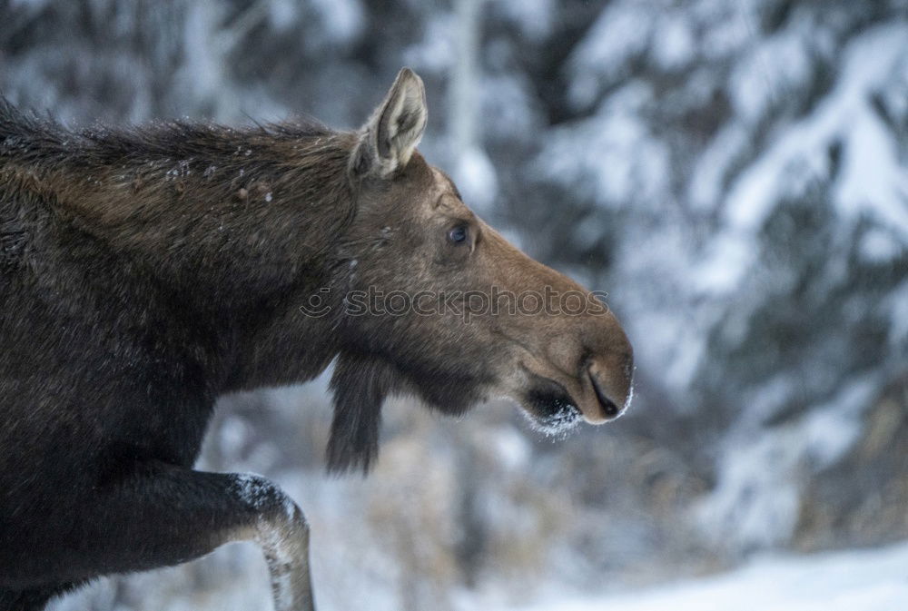 Similar – Wood Bison Animal