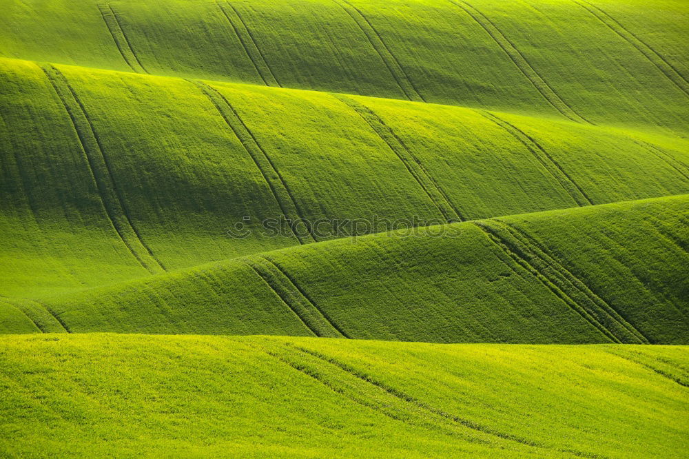 Similar – rapeseed patches