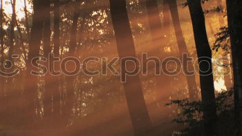 Similar – Outstanding tree in the evening light.