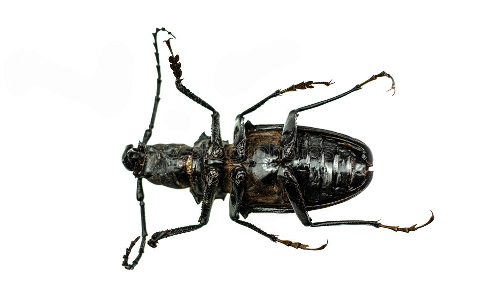 Similar – stag beetle Stag beetle