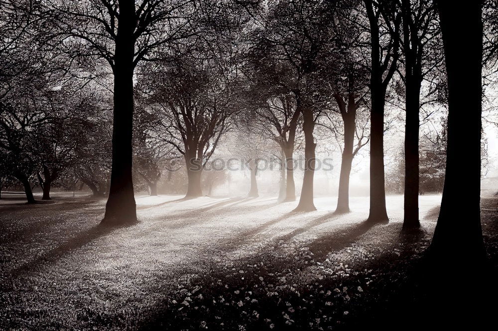 Similar – Image, Stock Photo end of the year Tree Fog