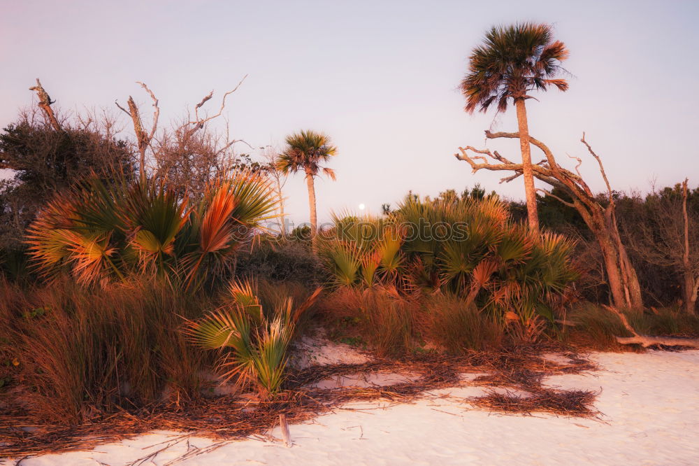 Similar – western beach Environment